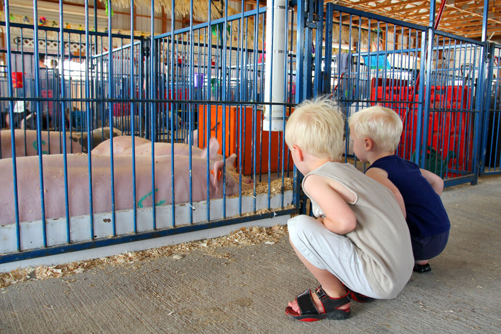 Kids looking at pigs at a county fair.